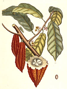 cacao