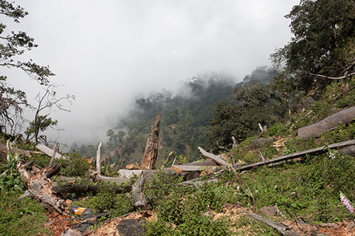 deforestacion veracruz