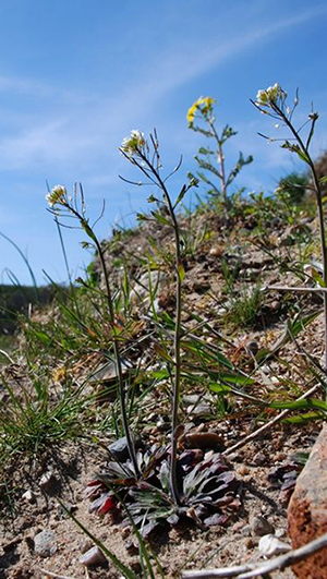 Arabidopsis thaliana