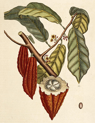 Theobroma cacao