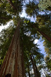 Sequoia semperviren