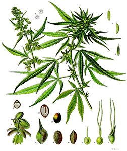 mariguana