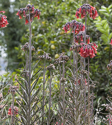 Bryophyllum delagoense