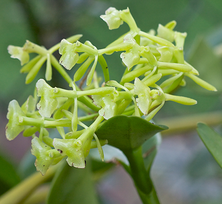 Epidendrum melistagum