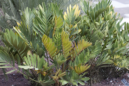 zamia furfuraceae